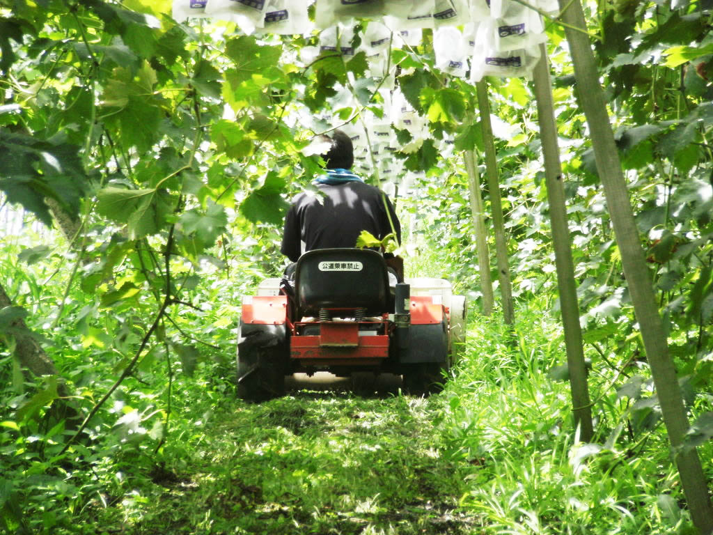ブドウ農園を開園するまでさまざまな苦労がありました
