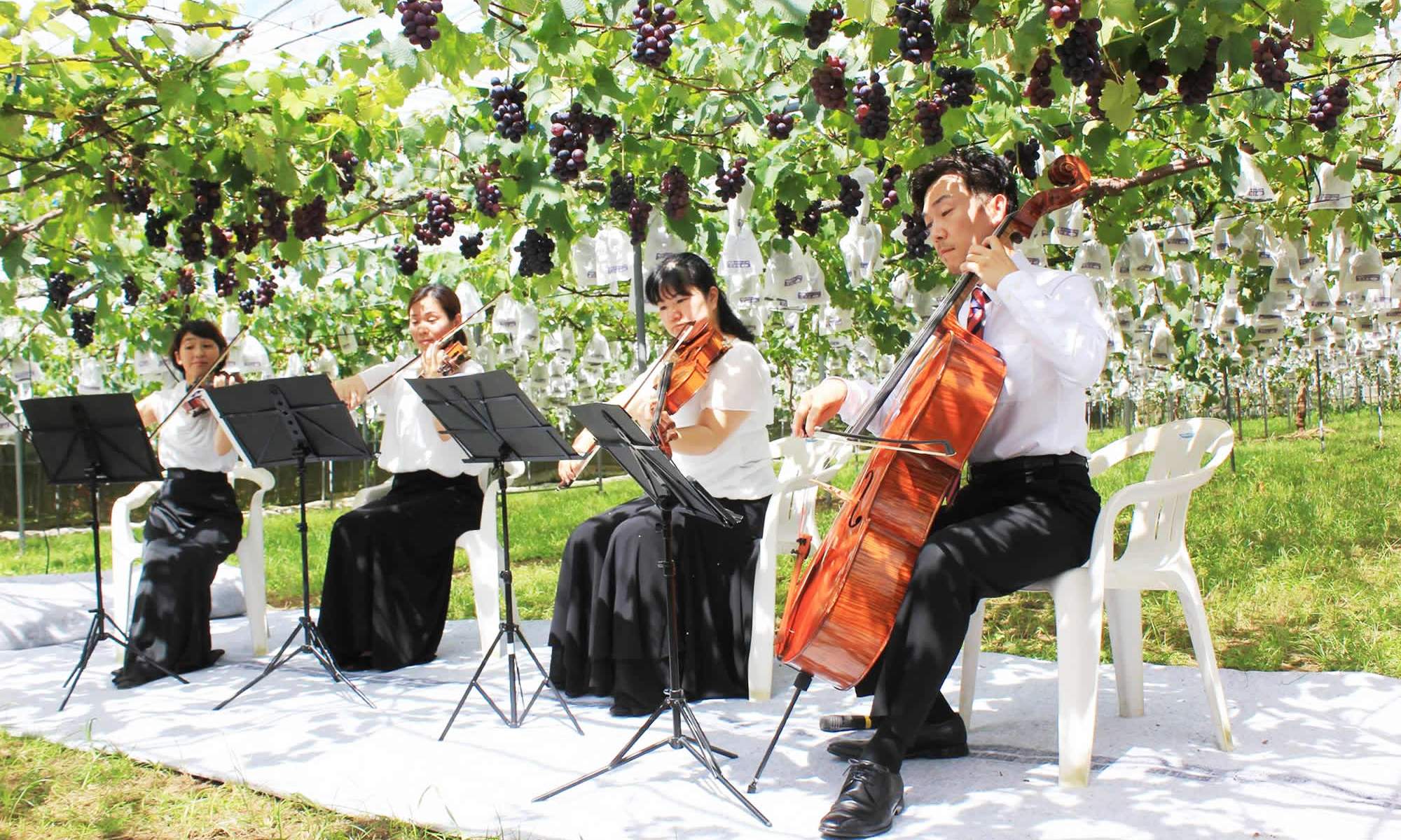 クラシックブドウ浜田農園