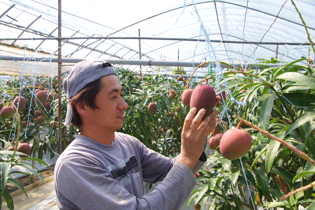 マンゴーの栽培を初めて16年以上になります