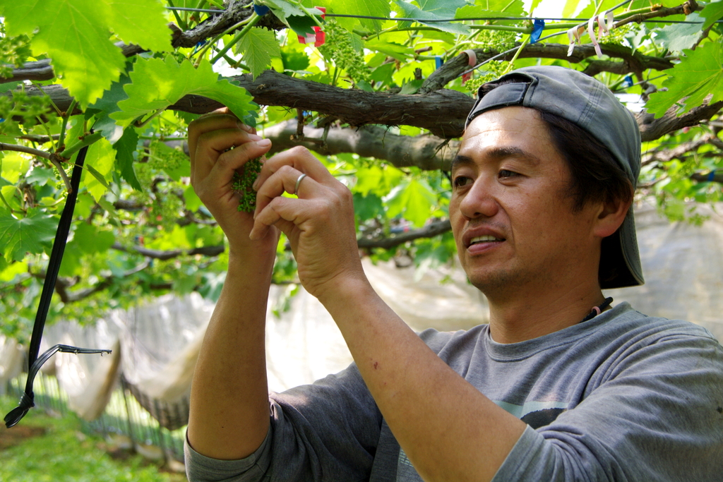 父の植えた葡萄と想いを引き継いで