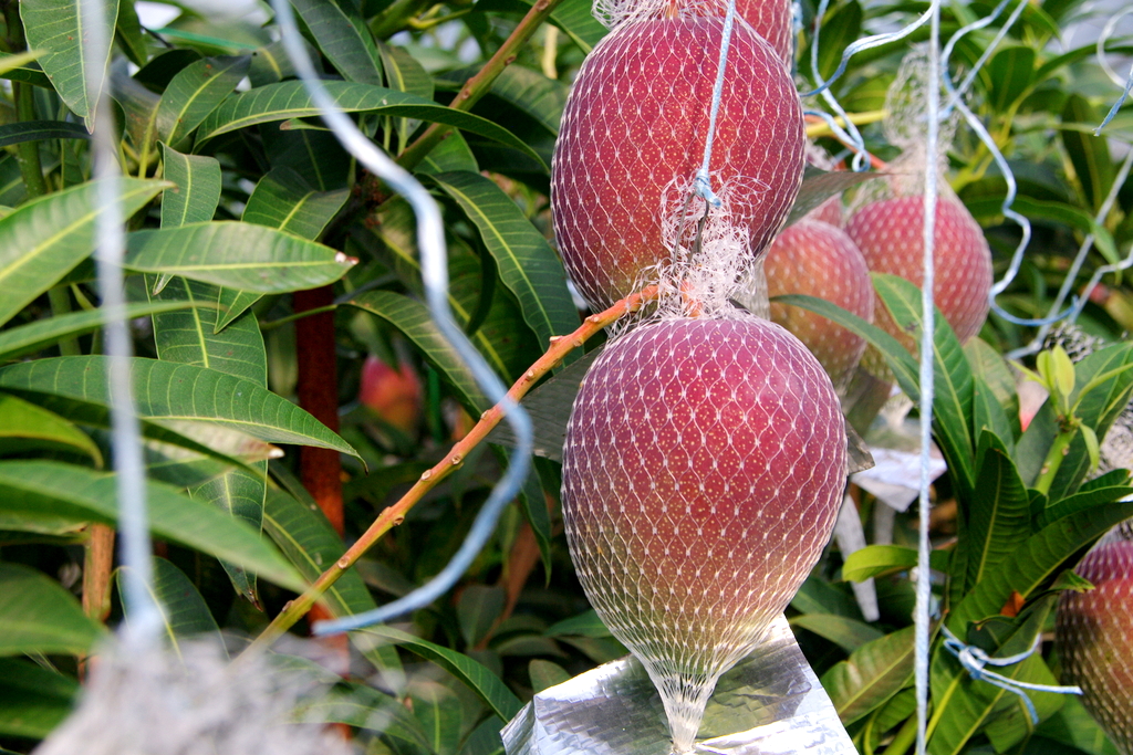 樹上完熟させているマンゴー