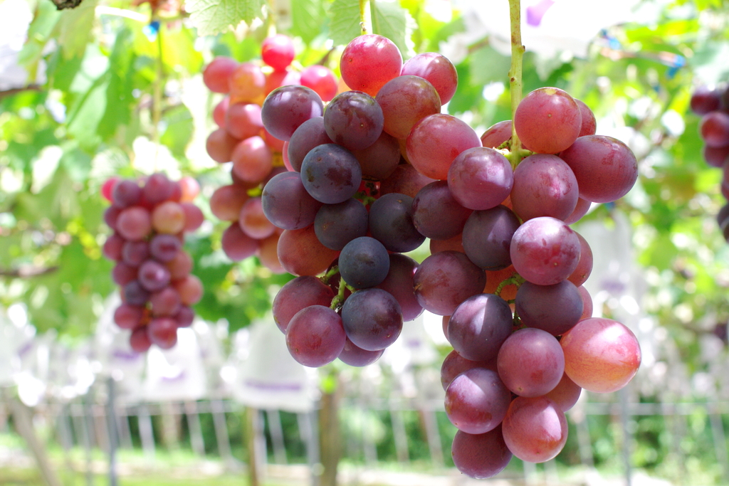 クラシックを聴かせたブドウたち