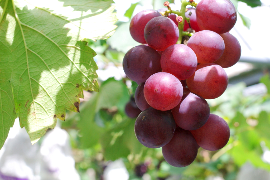 クラシックを聞かせたブドウの美味しさは格別です