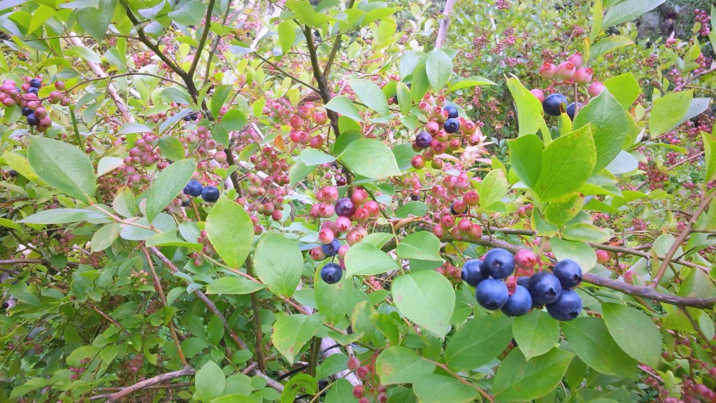 当園のブルーベリーは無農薬栽培です
